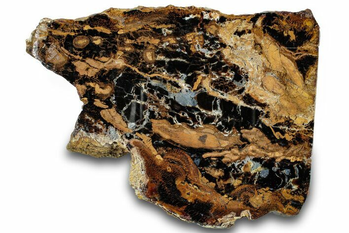 Petrified Wood (Sycamore) Stand-Up - Parker, Colorado #302935